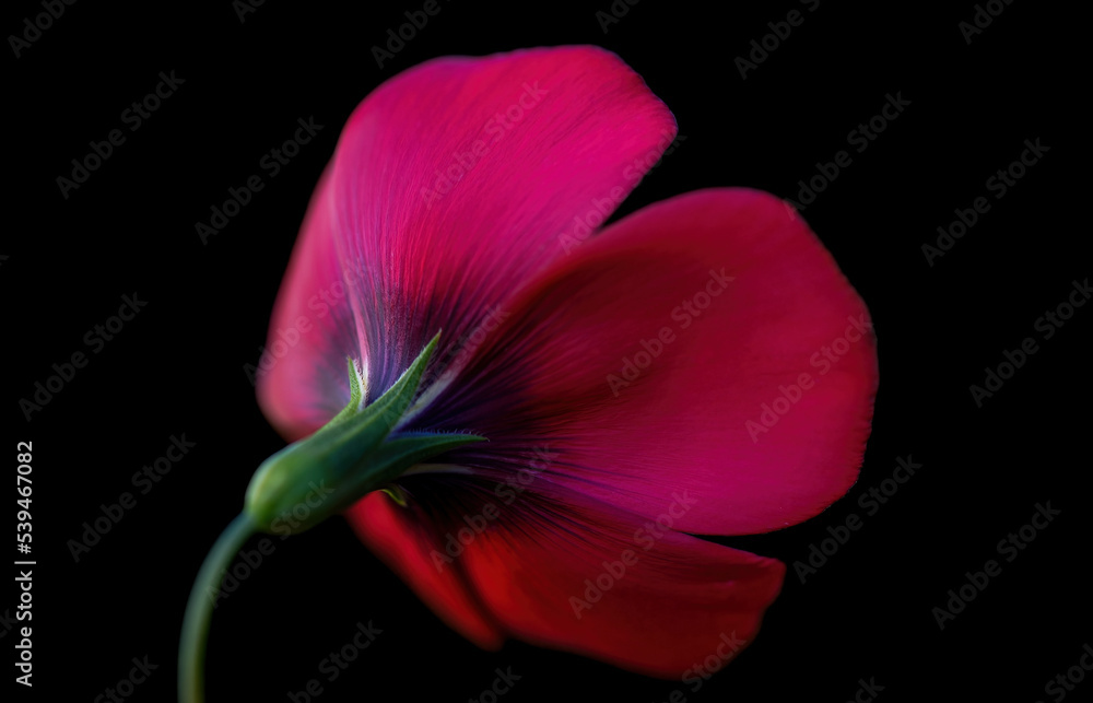 Naklejka premium Red flax (Linum grandiflorum) in the meadow