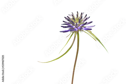 Phyteuma orbiculare flower. Common name round-headed rampion or Round head devil's claw photo