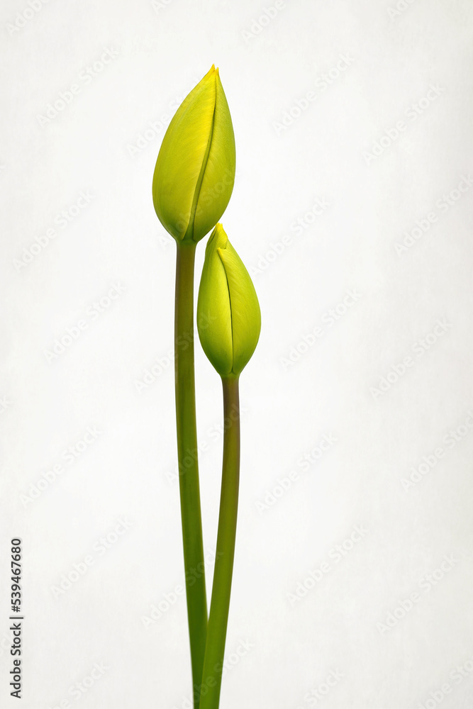 Obraz premium Spring flowers - bunch of pink tulips on blue sky background Group of colorful tulips, purple tulips illuminated by sunlight, soft focus, tulips close up, colorful background color adjustment.
