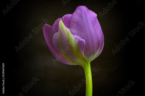 Spring flowers - bunch of pink tulips on blue sky background Group of colorful tulips, purple tulips illuminated by sunlight, soft focus, tulips close up, colorful background color adjustment.
