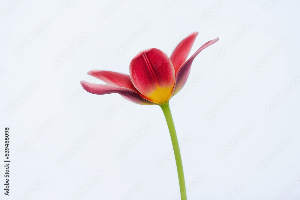 Spring flowers - bunch of pink tulips on blue sky background Group of colorful tulips, purple tulips illuminated by sunlight, soft focus, tulips close up, colorful background color adjustment. Spring flowers - bunch of pink tulips on blue sky background Group of colorful tulips, purple tulips illuminated by sunlight, soft focus, tulips close up, colorful background color adjustment.