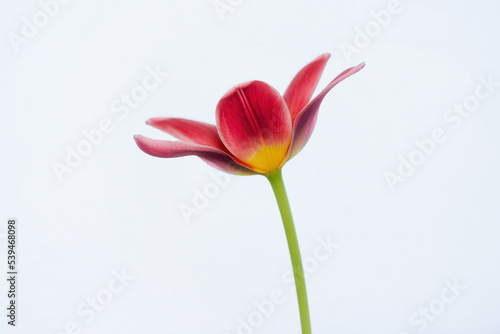 Spring flowers - bunch of pink tulips on blue sky background Group of colorful tulips, purple tulips illuminated by sunlight, soft focus, tulips close up, colorful background color adjustment.