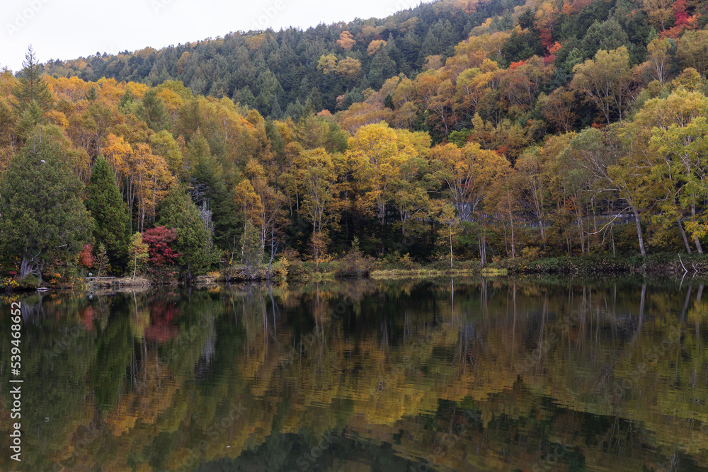 秋の高原の風景　志賀高原の紅葉