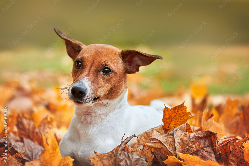 Jack Russell Terrier dog breed close-up portrait