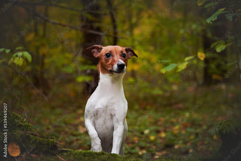 Jack Russell Terrier breed dog portrait in autumn forest