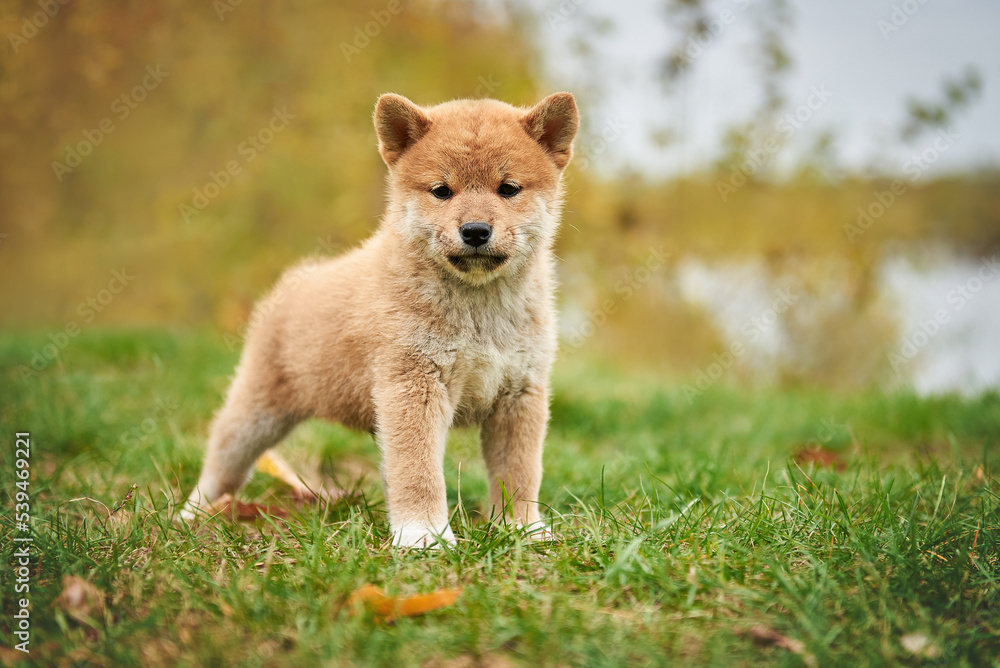 Red Shiba Inu puppy in the meadow