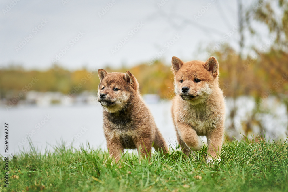 Two shiba inu puppies on green grass