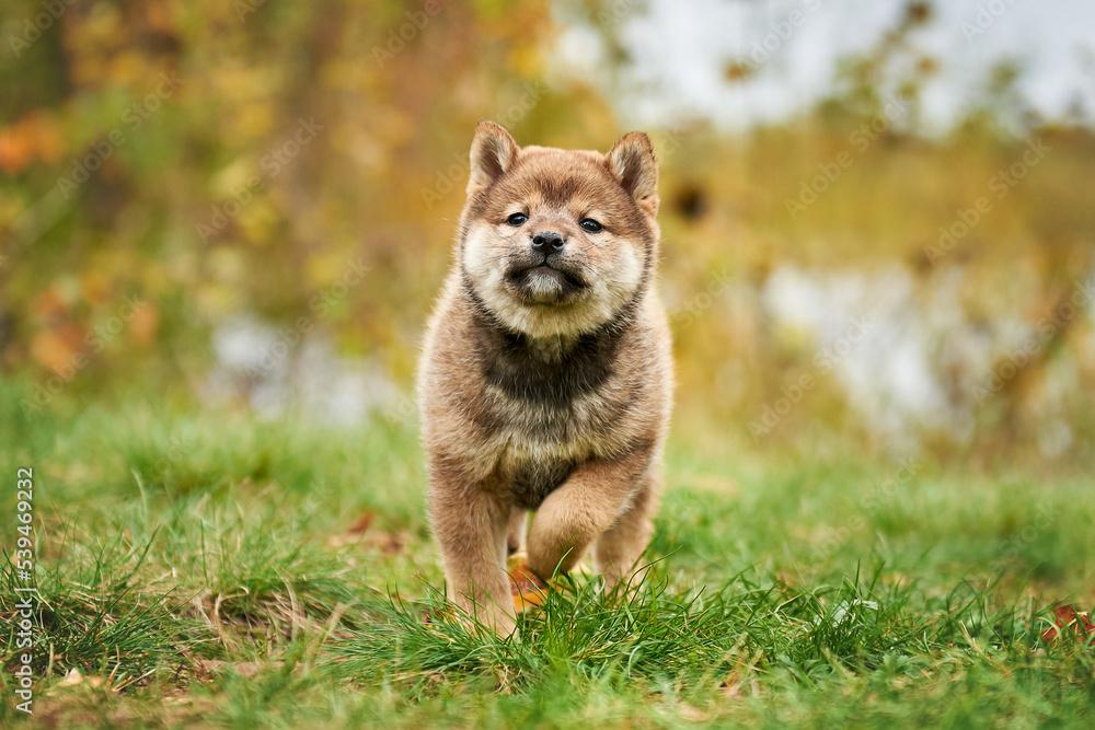 Sesame color shiba inu puppy in autumn foliage