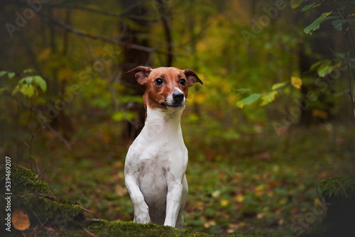 Obraz na płótnie Jack Russell Terrier breed dog portrait in autumn forest w salonie