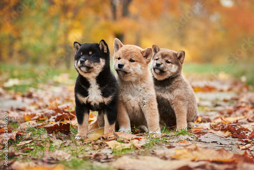 Three cute shiba inu puppies are sitting with autumn foliage photo