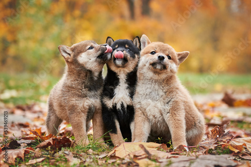 Three cute shiba inu puppies are sitting with autumn foliage