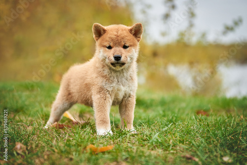 Obraz na płótnie Red Shiba Inu puppy in the meadow w salonie