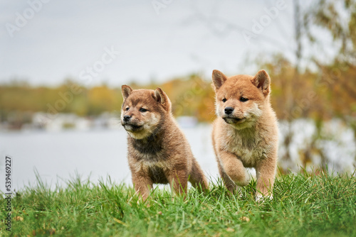 Obraz na płótnie Two shiba inu puppies on green grass w salonie