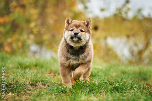 Obraz na płótnie Sesame color shiba inu puppy in autumn foliage w salonie