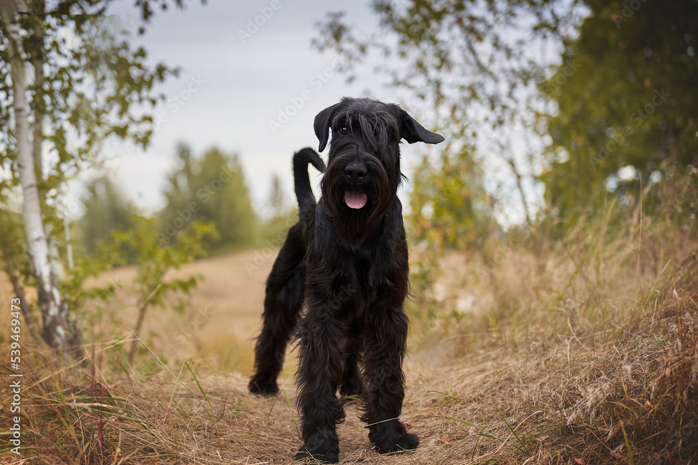 Black standard schnauzer stands in the forest