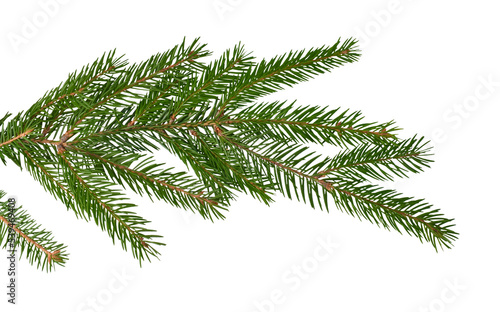 Live  natural branch of a Christmas tree on a white background for Christmas cards