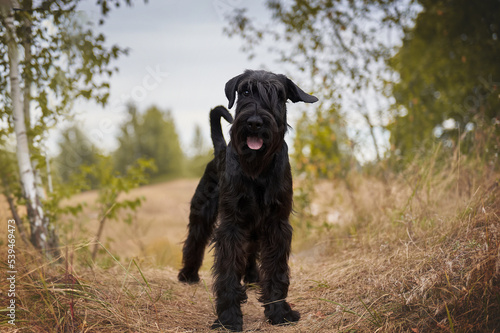 Obraz na płótnie Black standard schnauzer stands in the forest w salonie