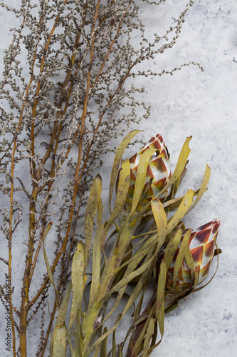 Close-up of Fynbos flowers with bushes on textured background. Flatlay of fynbos and bush, Top view, minimalist flat lay