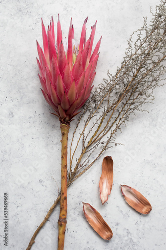 Queen Protea with bushes and dried leaves on textured background. Flatlay of fynbos and bush, Top view, minimalist flat lay
