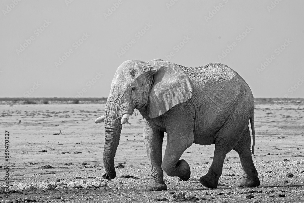 Large African Elephant walking across the African Savannah in black and white. Southern Africa