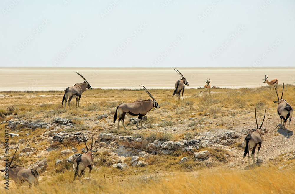 Herd of Gemsbok Oryx and sprinbok on the edge of the Etosha Pan.  All you can see in the distance is a flat white salt pan, it is a very harsh environment to live with very little water available.