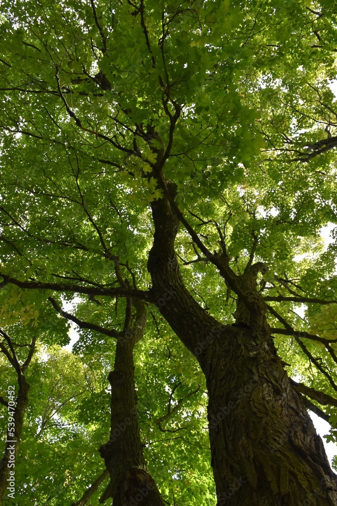 Maple trees in summer, Sainte-Apolline, Québec, Canada Maple trees in summer, Sainte-Apolline, Québec, Canada
