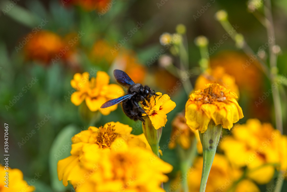Carpenter bee landed on marigold. Blue wings and black body. Close up, selective focus, blurry background. Carpenter bee landed on marigold. Blue wings and black body. Close up, selective focus, blurry background.