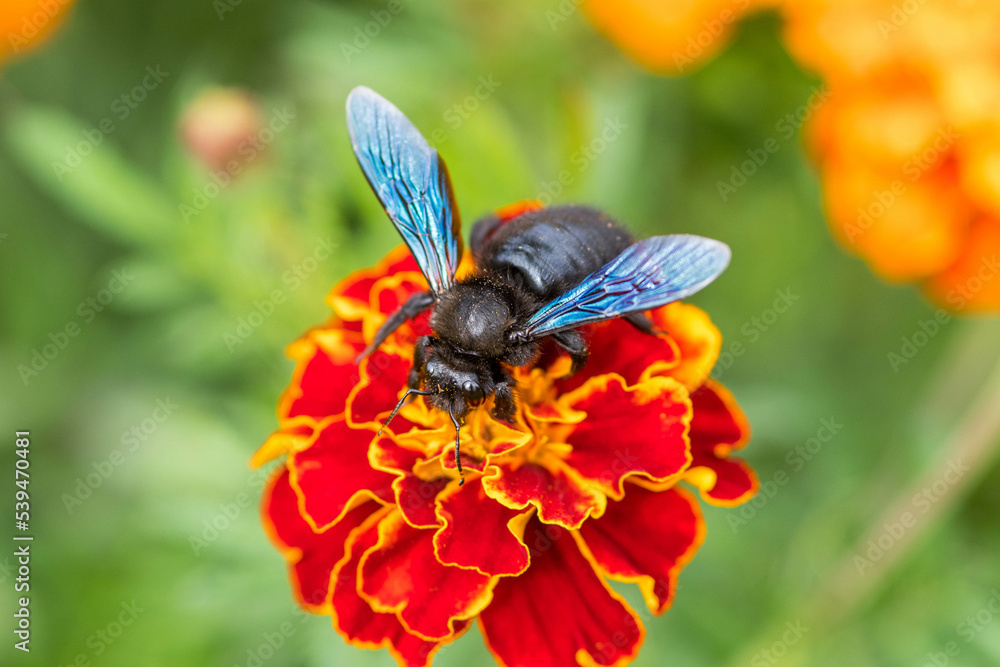 Carpenter bee landed on marigold. Blue wings and black body. Close up, selective focus, blurry background. Carpenter bee landed on marigold. Blue wings and black body. Close up, selective focus, blurry background.