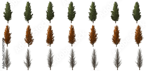 black poplar isolated big tree collection isolated