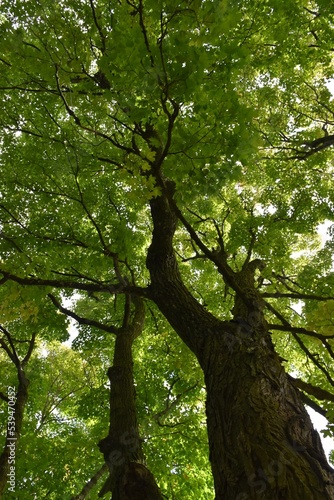 Maple trees in summer, Sainte-Apolline, Québec, Canada