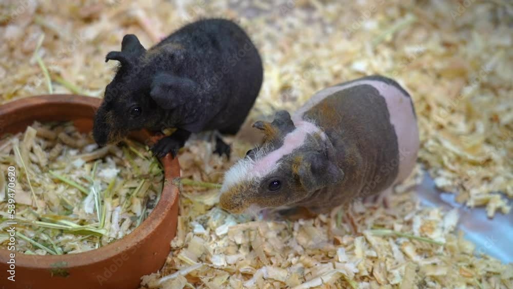 Hairless Guinea Pigs and friends. Hairless Guinea Pigs and friends.