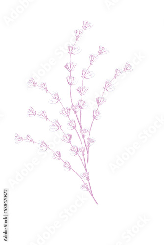 Lavender flowers vector sketch. Delicate floral bouquet for ceremony, wedding...