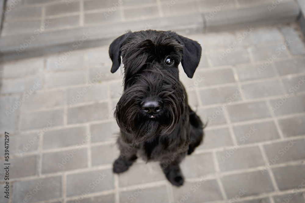 Black standard schnauzer top view, close-up