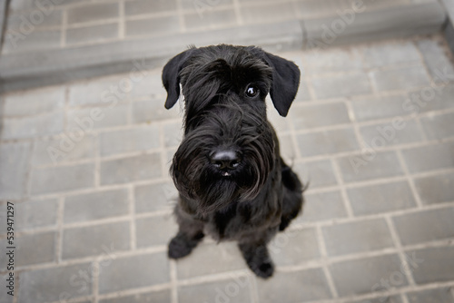Obraz na płótnie Black standard schnauzer top view, close-up w salonie