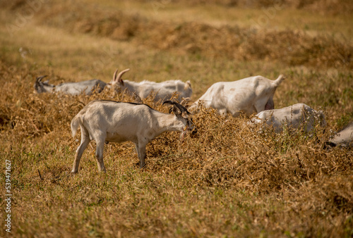 Goats in search of food roam the desert hot pasture. Moroccan goats climb trees to eat leaves. Sheep eat the remains of a watermelon. © Vera