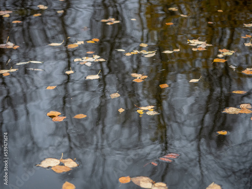 Yellow birch leaves after leaf fall on the surface of the lake. Trees are reflected in the water. October, rain. Republic of Karelia, northweast of Russia. photo