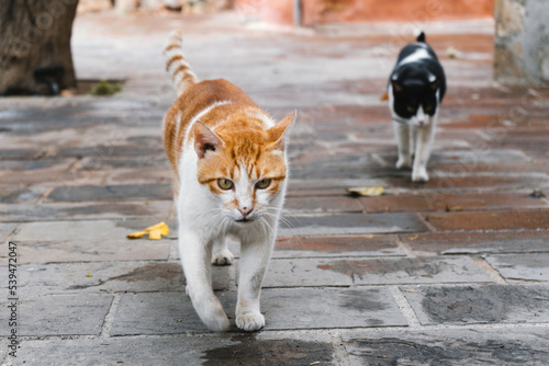 Photography Stray cats, lonely cats, abandoned cats, homeless cats, street cats, lost cats