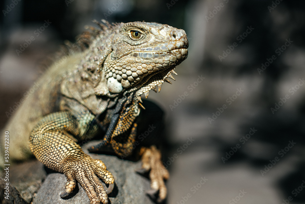 Obraz premium Portrait of an iguana in a zoo in Bali