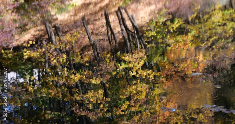 Forest lake in autumn. Reflection of trees in the water. Forest lake in autumn. Reflection of trees in the water.