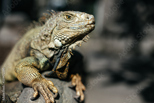 Portrait of an iguana in a zoo in Bali Fototapeta
