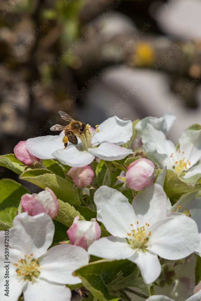 Bumblebee on apple blossoms, close-up
Bumblebee on apple blossoms, close-up