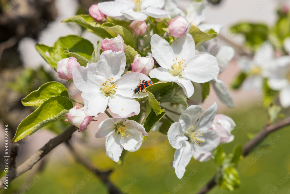 Black and red beetle in apple blossoms, close-up
Black and red beetle in apple blossoms, close-up