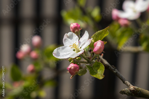 Apple blossoms, close-up 