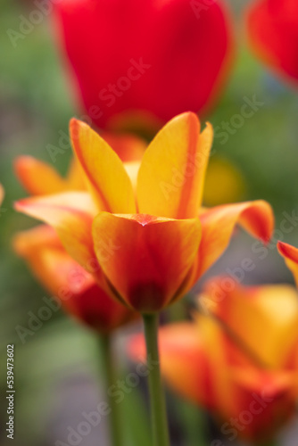 Red and yellow tulips  close-up