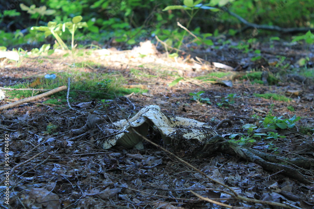 jolies champignons blancs lactaire velouté fraîchement sorti de terre, Lactarius vellereus jolies champignons blancs lactaire velouté fraîchement sorti de terre, Lactarius vellereus