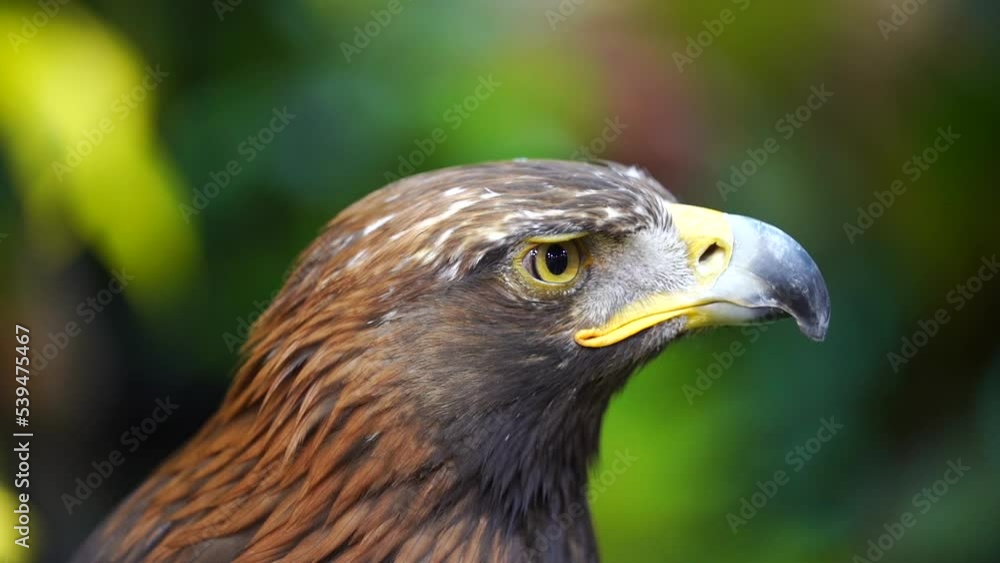 Closeup head of Golden eagle(Aquila chrysaetos). Closeup head of Golden eagle(Aquila chrysaetos).