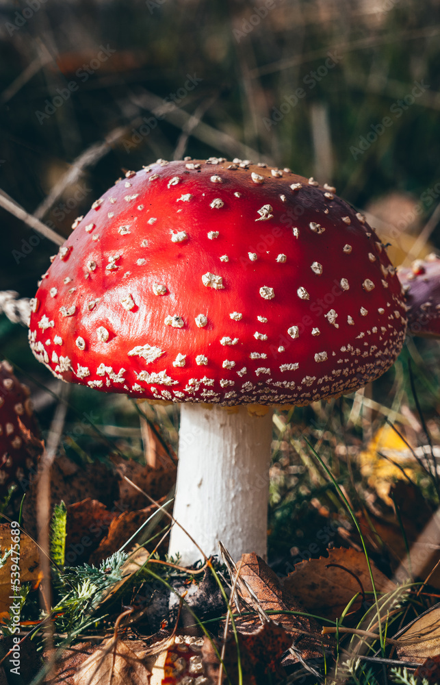 Red poisonous mushroom fly agaric in the forest. Amanita muscaria. Close-up. Selective focus. Red poisonous mushroom fly agaric in the forest. Amanita muscaria. Close-up. Selective focus.