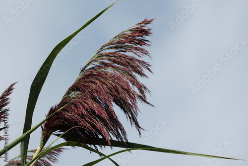 Beau roseau commun ou Phragmites australis à la fin de l'été, il devient violet