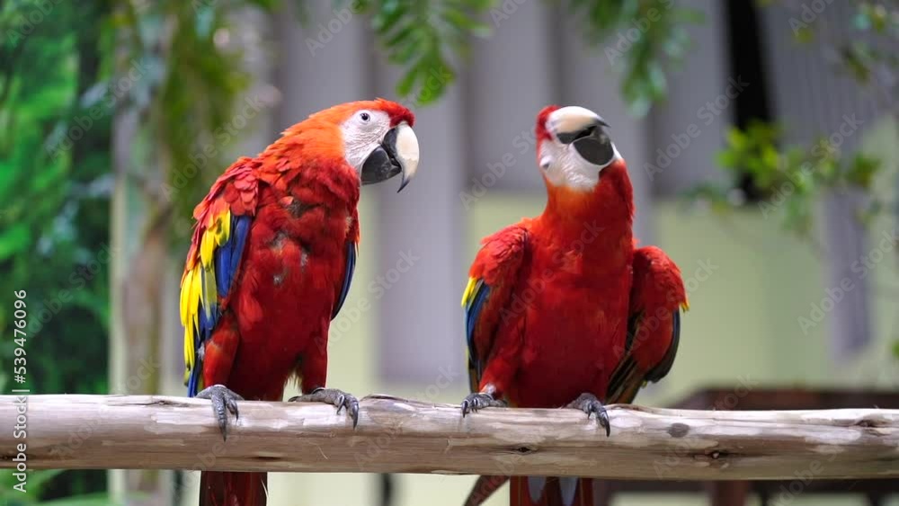 Parrot colorful macaw standing on a branch. Parrot colorful macaw standing on a branch.
