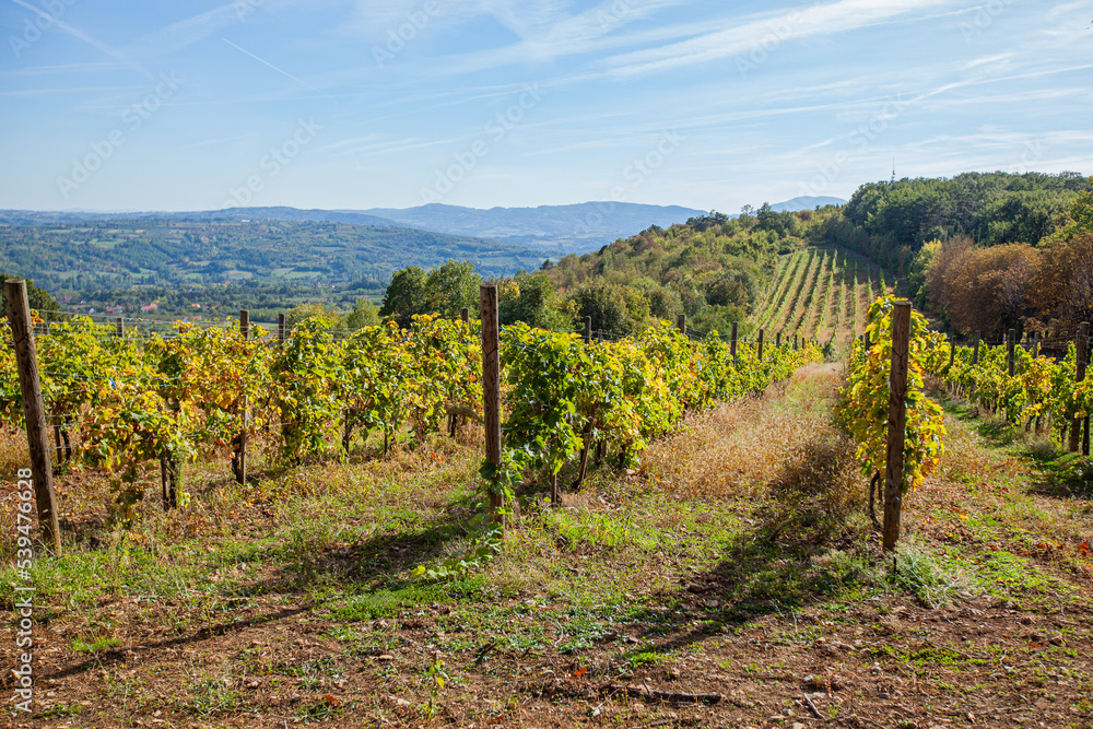 Beautiful view of vineyard landscape on sunny autumn days. Green hills and valleys with blue sky and white clouds. Scenery of plantation of grape vines.